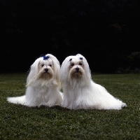 Picture of snowgoose exquisite magic of movalian & ch snowgoose valient lad, two maltese with flowing coats looking into the camera