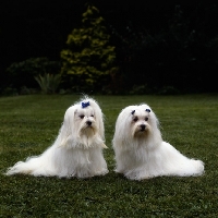 Picture of snowgoose exquisite magic of movalian & ch snowgoose valient lad,   two maltese sittingtogether
