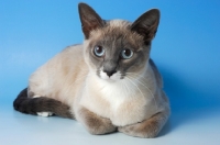 Picture of snowshoe cat lying on blue background