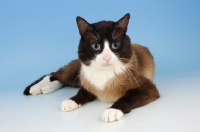 Picture of snowshoe cat on blue background