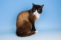 Picture of snowshoe cat sitting down on blue background