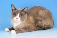 Picture of snowshoe cat