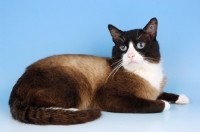 Picture of snowshoe cat