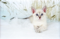 Picture of Snowshoe kitten lying down on snow
