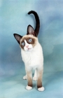 Picture of Snowshoe kitten on blue background