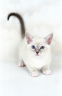 Picture of Snowshoe kitten
