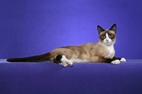 Picture of Snowshoe lying down
