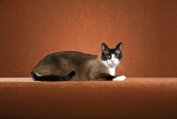 Picture of Snowshoe lying on brown background