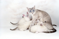 Picture of Snowshoe mother with kittens