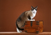 Picture of Snowshoe on wooden box