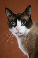 Picture of Snowshoe portrait