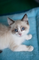 Picture of snowshoe siamese kitten on blue mat
