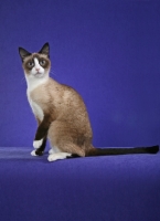 Picture of Snowshoe sitting down