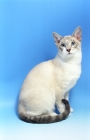 Picture of Snowshoe sitting on blue background