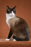 Picture of Snowshoe sitting on rusty brown background