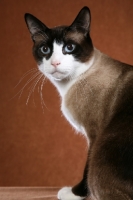 Picture of Snowshoe