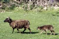 Picture of soay ewe and lamb