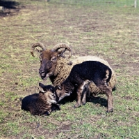 Picture of soay ewe and two lambs