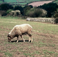 Picture of soay ewe grazing at hele farm devon