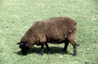 Picture of soay ewe grazing