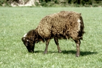 Picture of soay ewe grazing