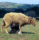 Picture of soay ewe suckling her lamb