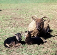 Picture of soay ewe with her lambs