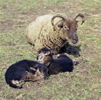 Picture of soay ewe with her two lambs 
