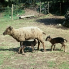 Picture of soay ewe with two lambs