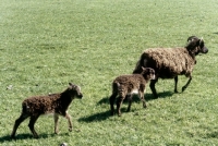 Picture of soay ewe with two lambs