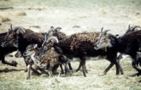Picture of soay ewes and lamb trotting past on holy island, scotland