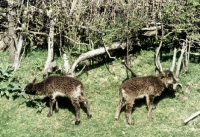 Picture of soay lambs eating shrubs