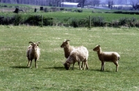 Picture of soay sheep at norwood farm