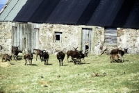 Picture of soay sheep on holy island, scotland