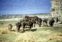 Picture of soay sheep on holy island, scotland