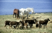 Picture of soay sheep on holy island with eriskay ponies