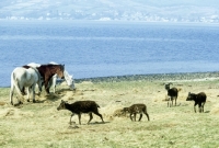 Picture of soay sheep on holy island with eriskay ponies in scotland