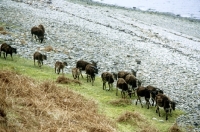 Picture of soay sheep on the beach at holy island, scotland