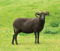 Picture of Soay sheep, side view