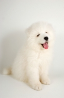 Picture of soft 9 week old Samoyed puppy on white background, mouth open