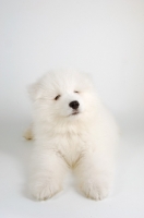 Picture of soft 9 week old Samoyed puppy on white background