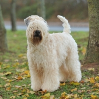 Picture of soft coated wheaten in full uk show trim, stood in parkland