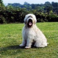 Picture of soft coated wheaten terrier  looking at camera