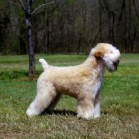 Picture of soft coated wheaten terrier, am ch shandalee write on lady, usa trim