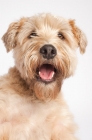Picture of Soft Coated Wheaten Terrier, amazed