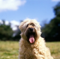 Picture of soft coated wheaten terrier, ch clondaw jill from up the hill at stevelyn, head study