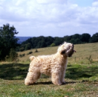 Picture of soft coated wheaten terrier, ch clondaw jill from up the hill at stevelyn