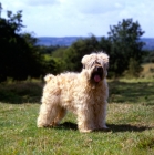 Picture of soft coated wheaten terrier, ch clondaw jill from up the hill at stevelyn standing on grass