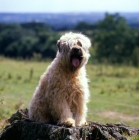 Picture of soft coated wheaten terrier, ch clondaw jill from up the hill at stevelyn,  sitting on tree stump