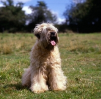 Picture of soft coated wheaten terrier, ch clondaw jill from up the hill at stevelyn, sitting on grass